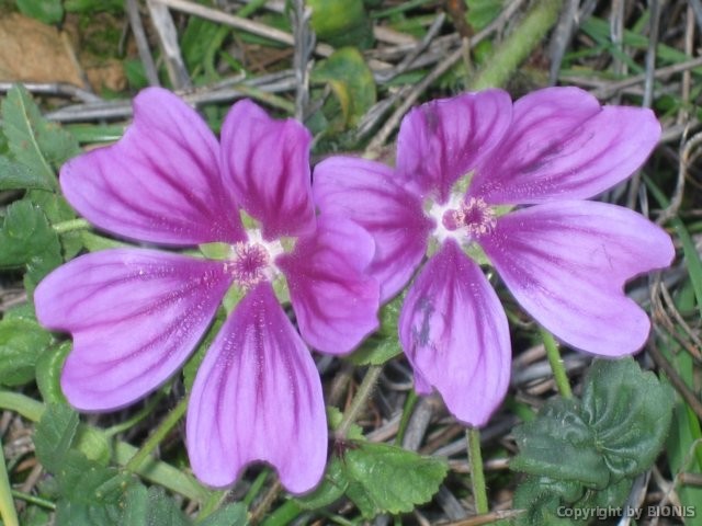 blumenimgras.jpg