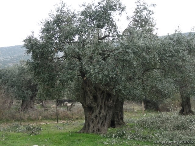 einalterolivenbaum.jpg