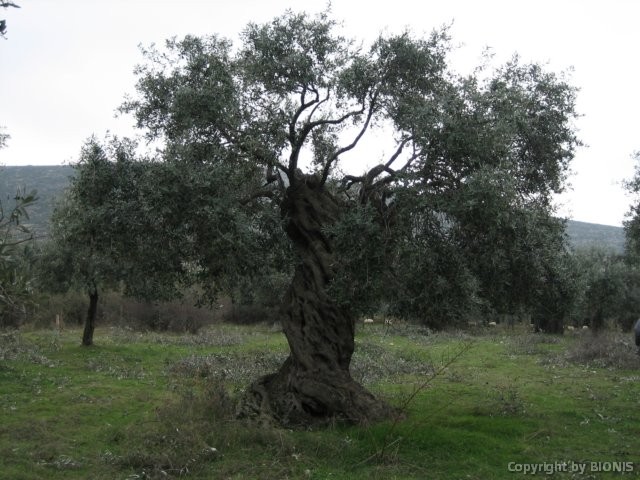 einalterolivenbaum2.jpg