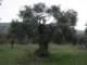 einalterolivenbaum2_small.jpg