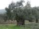 einalterolivenbaum_small.jpg